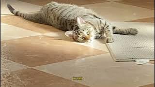 eien - before we fall