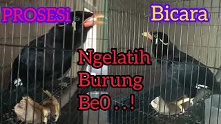 SIARANBURUNG || melatih burung beo bicara • #burung #birds #burungbeo #burungbeogacor