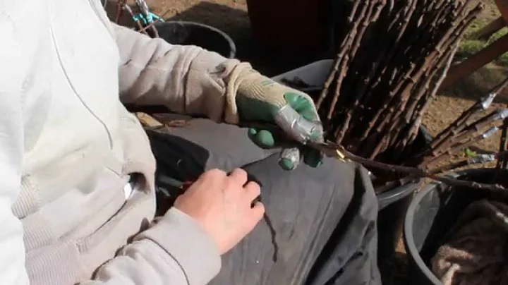 Whip & Tongue Grafting