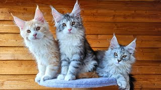Maine Coon Kittens In the Big Cat Tree!