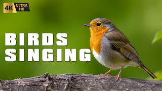 Healing Birdsong Symphony - Soothing Sounds of Nature for Deep Relaxation \& Peaceful Sleep