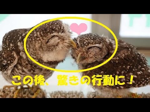 【owl】《owl-is-very-cute-and-funny!》laugh-in-5-minutes☆/bird【pet】