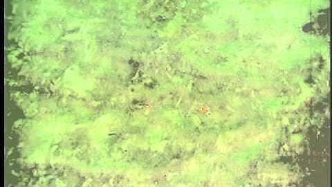 C0111SC_Tape43o.noaudio.mpg