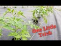 Making your tomato plants 10x more productive 20