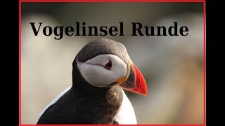 Vogelinsel Runde 2018 tolle Bilder Womourlaub   HD