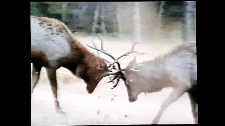 "Hunting Trophy Elk" 1992 Tips & Techniques