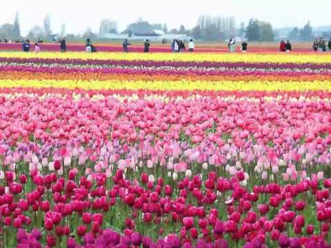 Video: Kodėl Tulpės Yra Nyderlandų Simbolis