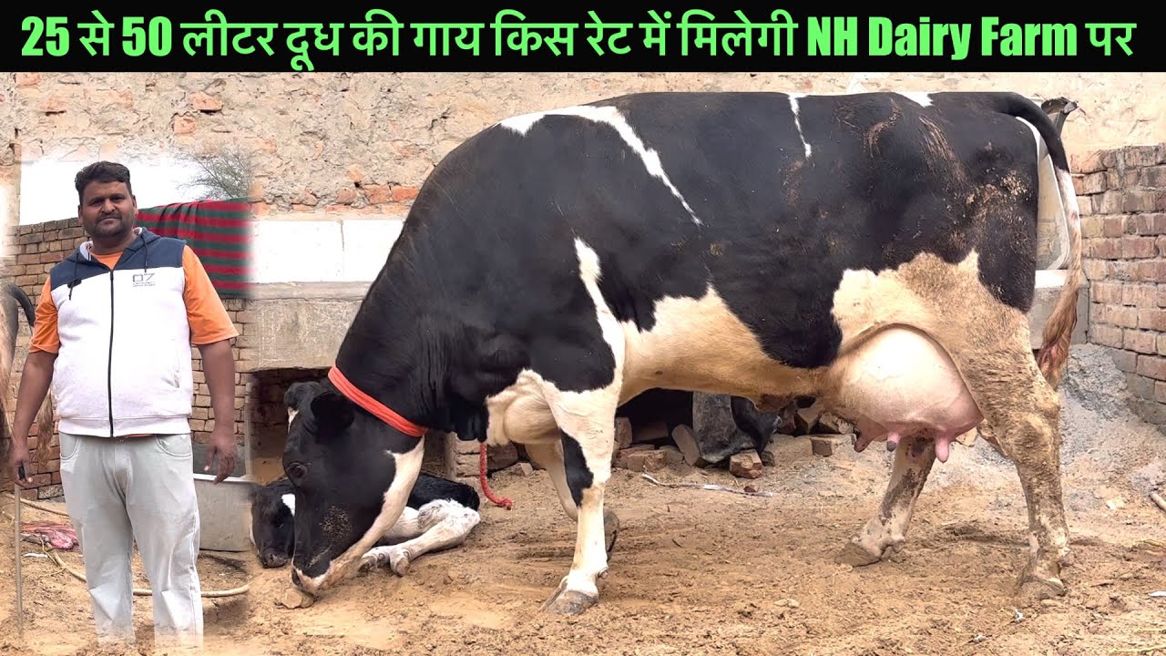 25 से 50 लीटर दूध की गाय 😱बिक्री के लिए NH dairy farm @aulakhdairyfarm1286 