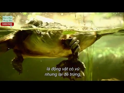 Thu Mỏ Vịt Platypus Youtube