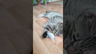 Max is not sure what to choose for play: the feather or the mouse#funnyvideo  #funnycats