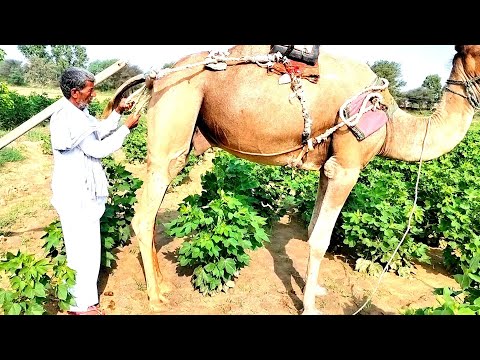 Bt 776 nrma, my father ne kiya khet mein kaam by tiger (camel) village farming hard work