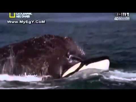 فيديو: الحيتان القاتلة المسمومة؟ سلمون اللوم