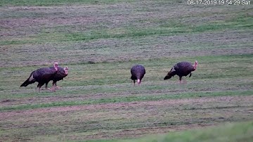 Dahua SD6CE245U-HNI Auto Tracking Turkeys IVS EMPIRETECH