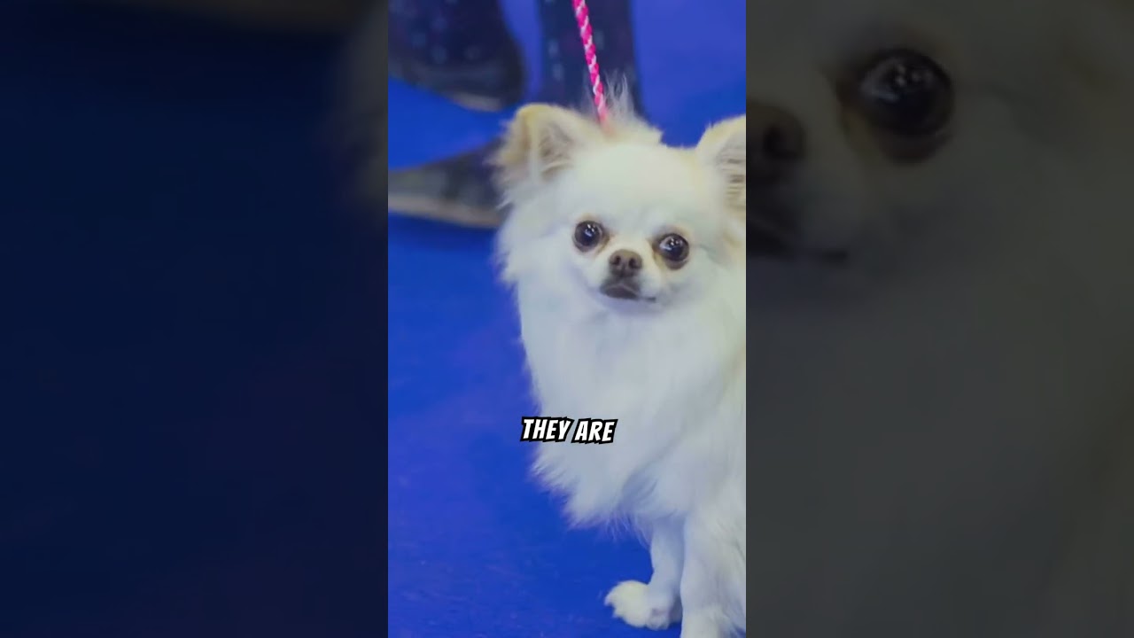 Why are chihuahuas so aggresive? #shorts #aggresive #dogs #mexico #cute #angry #interesting #shock