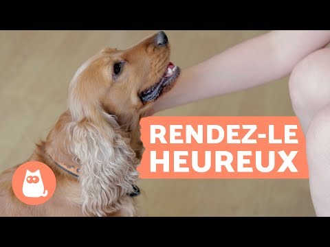 Vidéo: Comment garder votre chien heureux au repos