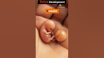 Fetus development stages (Week by Week)...Miracle ✨ of life #baby #life #pregnancy #fetus #pregnant