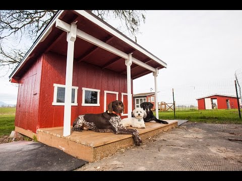 building-the-dog-mahal-timelapse