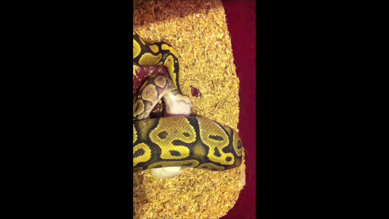 geckos food orange ghost ball python male