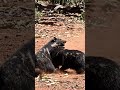 Tasmanian Devil - Animal Window