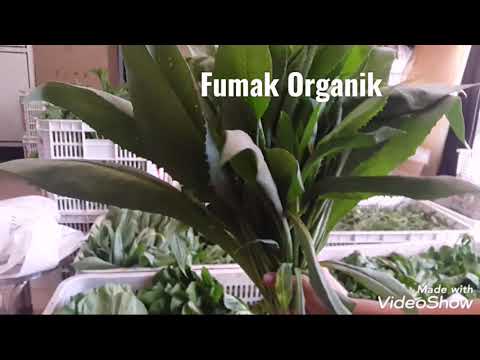 Fumak Organik ~ Lily Harvest