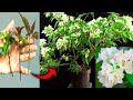 How to graft the correct white bougenvil tree trunk so that it flowers quicklydiygarden