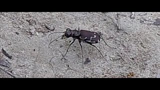 Bronze Tiger Beetle..Cicindela repanda