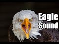 10 minutes  eagle sound effects  different eagle sounds  high quality 