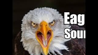10 Minutes - Eagle Sound Effects - different Eagle sounds * HIGH QUALITY *