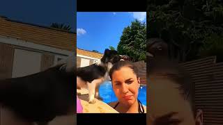 Dogs Being Derps 😂