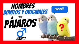 NOMBRES PARA PÁJAROS MACHOS [AVES]. Los más Bonitos que verás HOY!