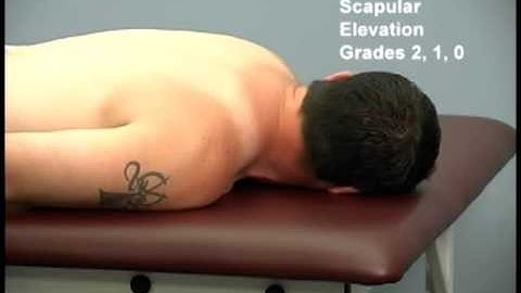 upper extremity scapular trapezius