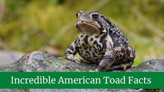 Incredible American Toad Facts || American Toad Appearance || American Toad Behavior