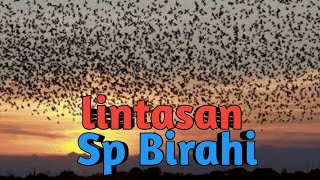 Sp Birahi,,,bisa jga di jadikan tarik