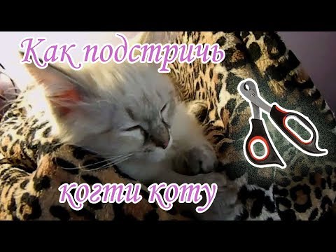 Как подстричь когти коту