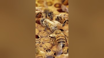 Harvesting Bee pollen in Seconds 🐝🍯 #Shorts Fresh Honey Bee Pollen🍯✨ #HoneyHarvest Bee Pollen