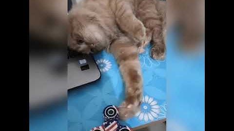 Cat playing with fidget spinner