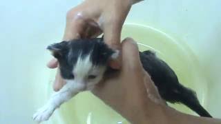 видео 7 советов и 3 способа безопасного купания вашей кошки