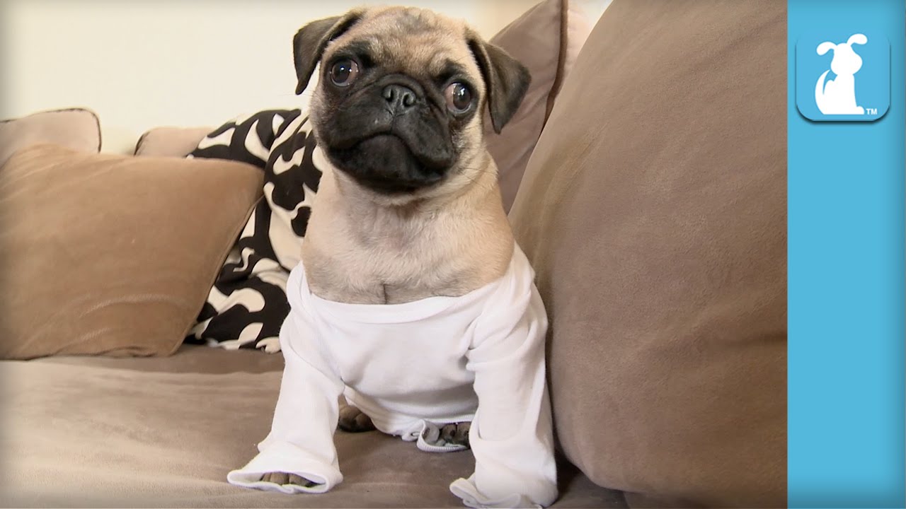 cute funny pet videos Hilarious Pug Puppy In A Onesie - Puppy Love