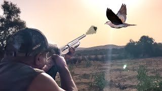Chasse Tourterelle et Pigeon - Caza tórtola Caccia Tortora  Best Dove Hunting Partie 4