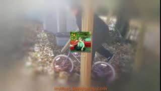 Download Merry Dissmas Out Now