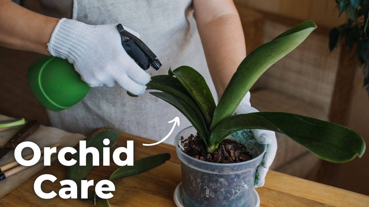 The Beginner's Guide to Orchid Care and Maintenance