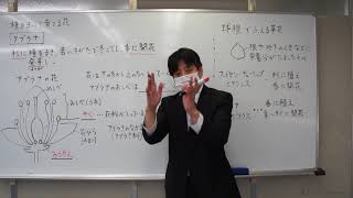小学４年生向け　理科：植物の育ち方②
