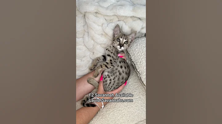 Video 9505461: cat f2 savannah kitten, savannah cat pets