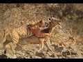 Ranthambore Tiger Reserve Zone 3 Tiger Attacked Sambar Deer Tiger Reserve TRST Ranthambore Tiger Reserve Zone 3 Tiger Attacked Sambar Deer Tiger Reserve TRST
