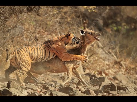 Ranthambore Tiger Reserve Zone 3 Tiger Attacked Sambar Deer Tiger Reserve TRST
