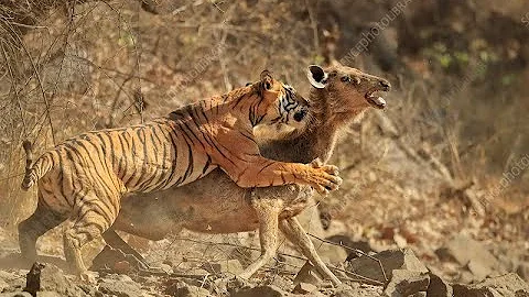 #Ranthambore Tiger Reserve Zone - 3 Tiger attacked Sambar Deer. #Tiger #reserve #TRST
