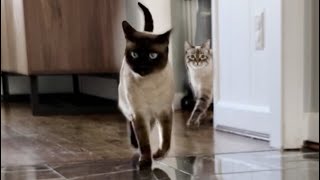 Cats Trotting to Classical Music by Simon the Siamese Cat 3,867 views 2 years ago 1 minute, 37 seconds