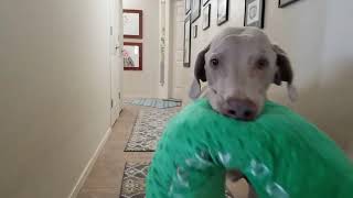 Our Weimaraner is kind of a big dill by SillyDogVideos 28 views 3 years ago 12 seconds