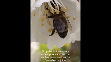 Por que as abelhas produzem o mel?