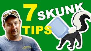 7 SKUNK Repellent and Removal TIPS - updated